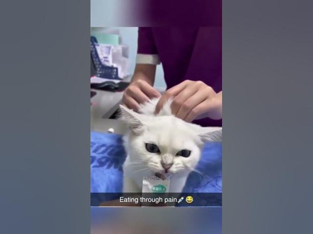 Video thumbnail for Little yellow kitteh say Maaaay Ooh