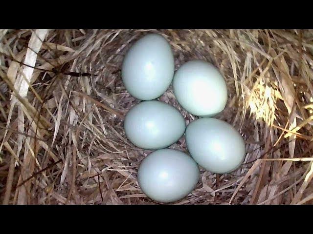 Video thumbnail for Backyard Birdbox 2022