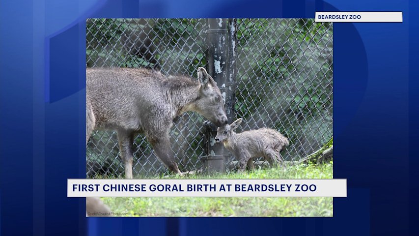Video thumbnail for First Chinese goral kid born at Connecticut's Beardsley Zoo during Tuesday's storm