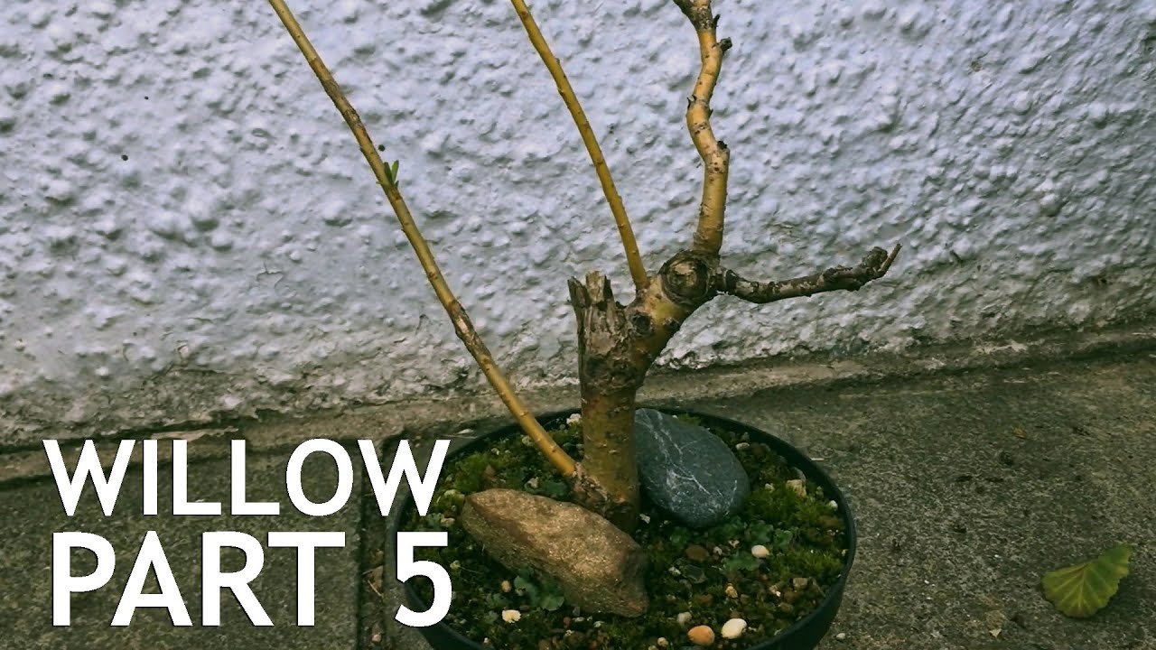 Video thumbnail for Weeping Willow Bonsai, From Cutting, 5