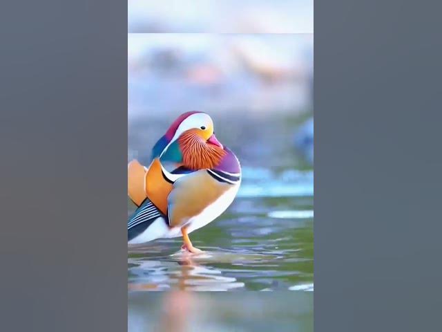 Video thumbnail for #viral birds