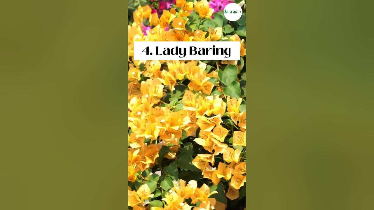 Video thumbnail for 7 Common Types Of Bougainvillea πΈπΈ #herbgarden #shorts