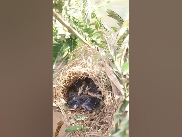 Video thumbnail for wild small baby birds (EP-46)  #birds #nature #birdfeeding #birdwatching