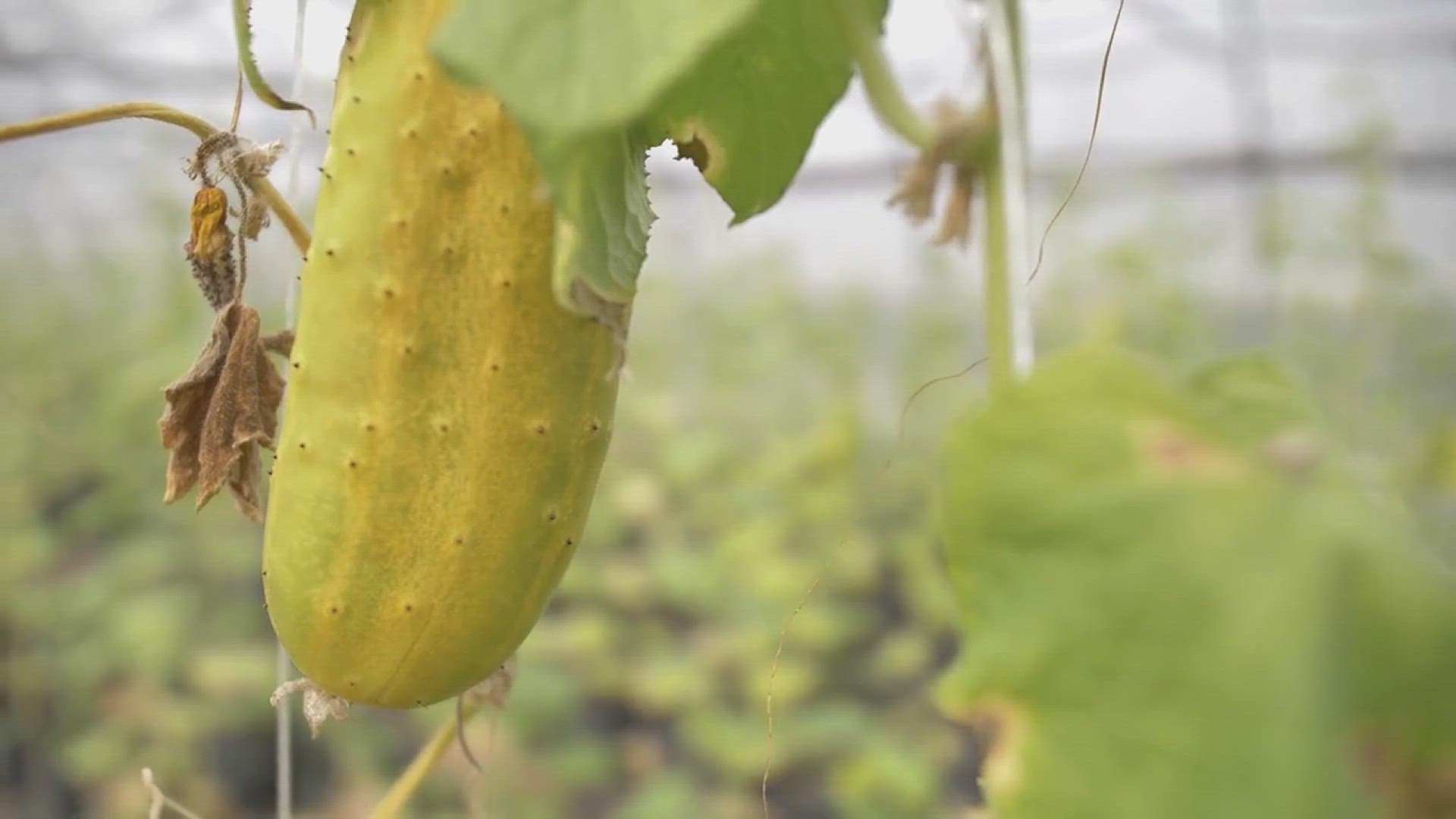 'Video thumbnail for 10 Vegetables That Love to Climb'