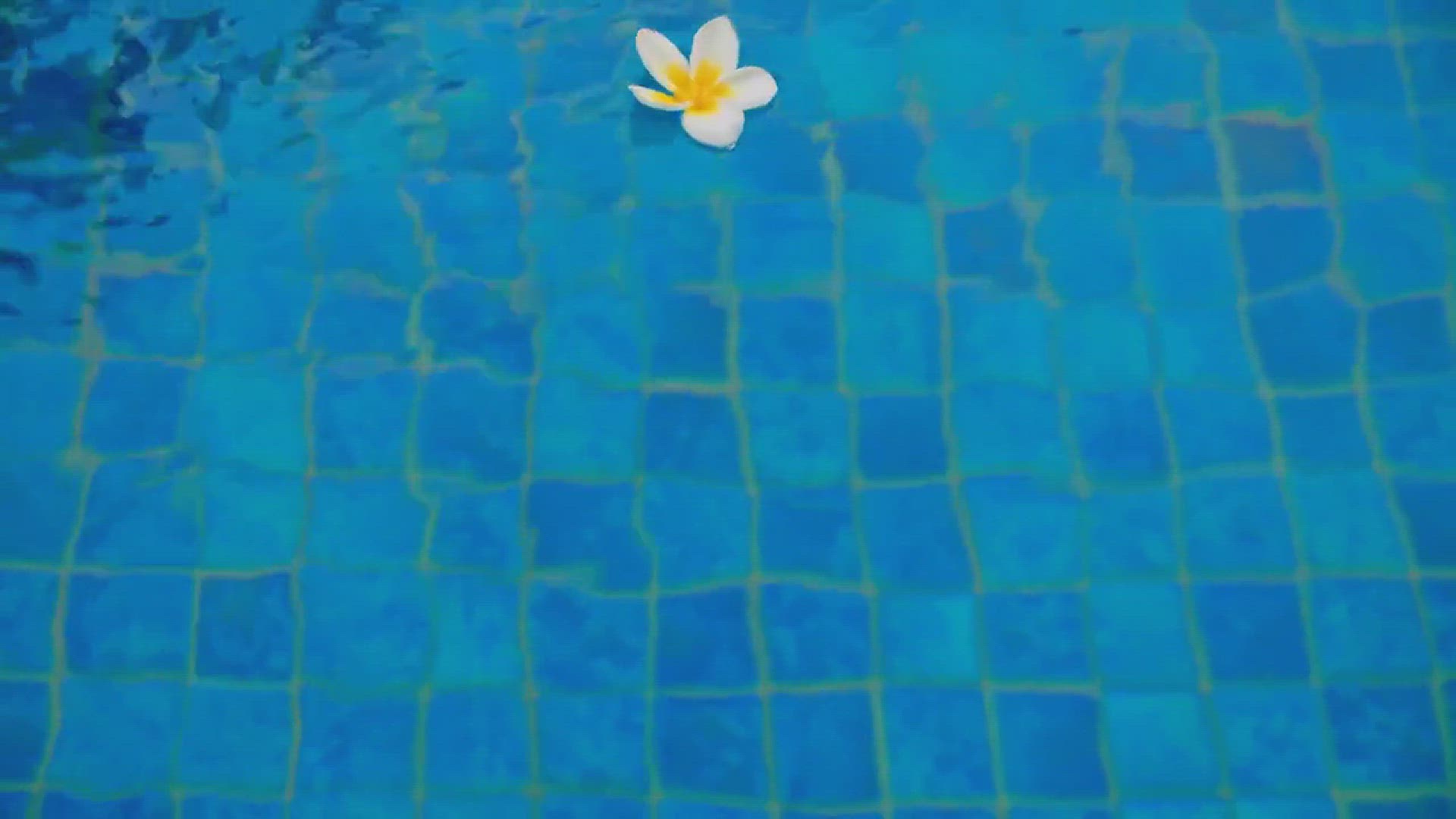 'Video thumbnail for 10 Plants That Can Be Placed in Water-Filled Vase'