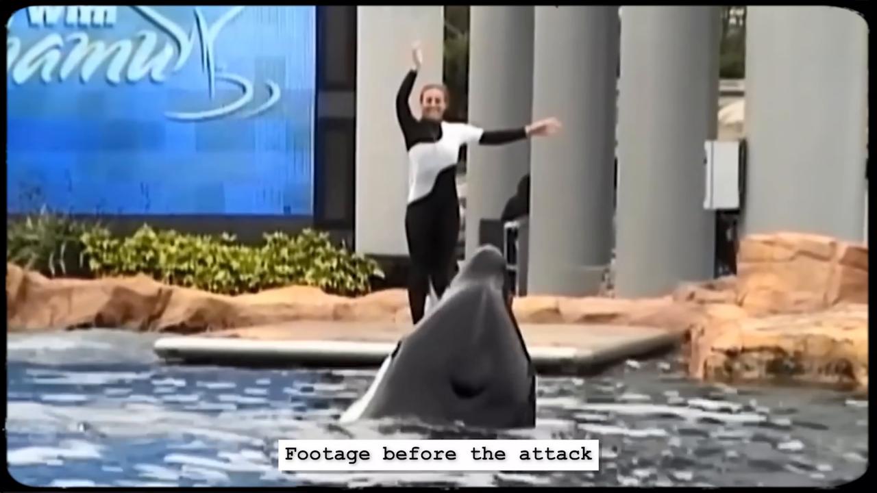 Video thumbnail for Here's Why Tilikum The Killer Whale Attacked Sea World Trainer Dawn Brancheu
