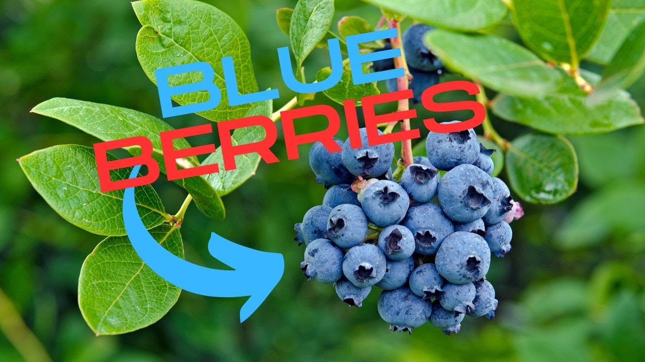 Video thumbnail for Boost Your Blueberry Harvest with These 14 Incredible Companion Plants