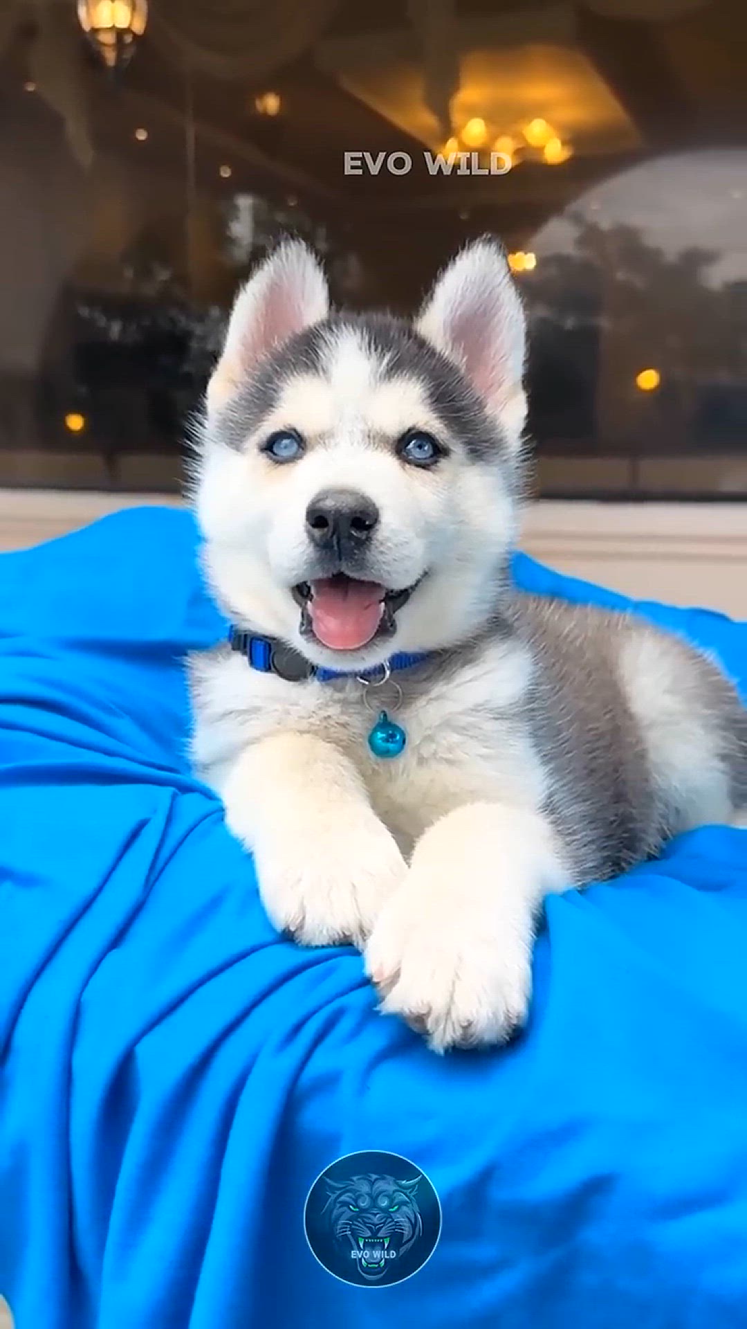 Video thumbnail for Mind-Blowing Dog Transformation_ Cute Puppy to Majestic Beast! #cute #puppy to B