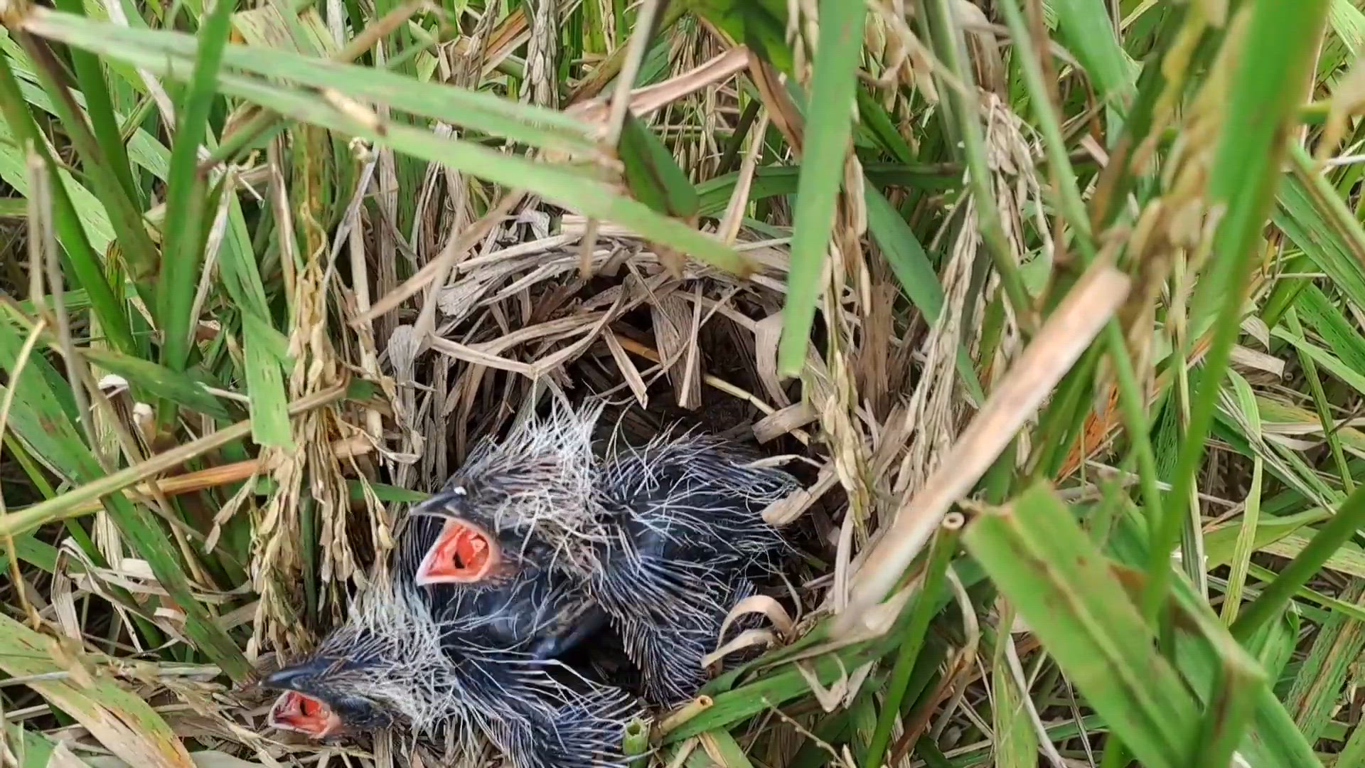 Video thumbnail for ceria si kecil burung bubut melihat induknya membawa belalang segar