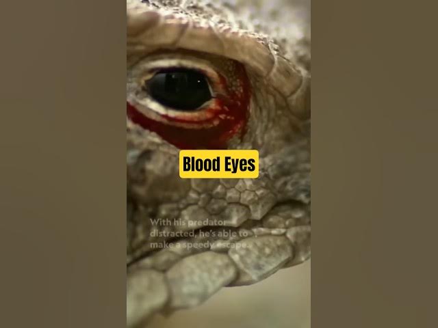Video thumbnail for The horned lizard squirts blood from its eyes at a predator when all other defense methods fail.