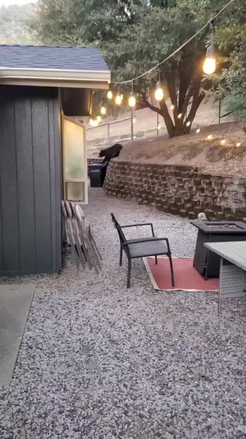 Video thumbnail for Curious Yosemite Bear Crashes Backyard BBQ Gathering