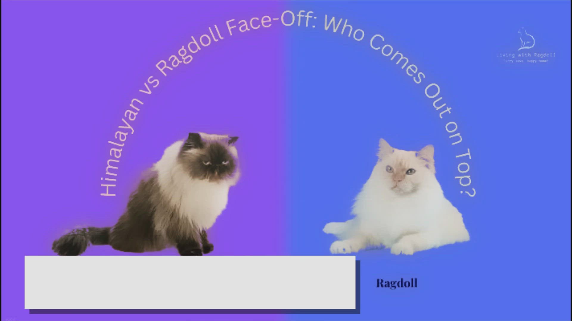 'Video thumbnail for Himalayan vs Ragdoll Face-Off: Who Comes Out on Top?'
