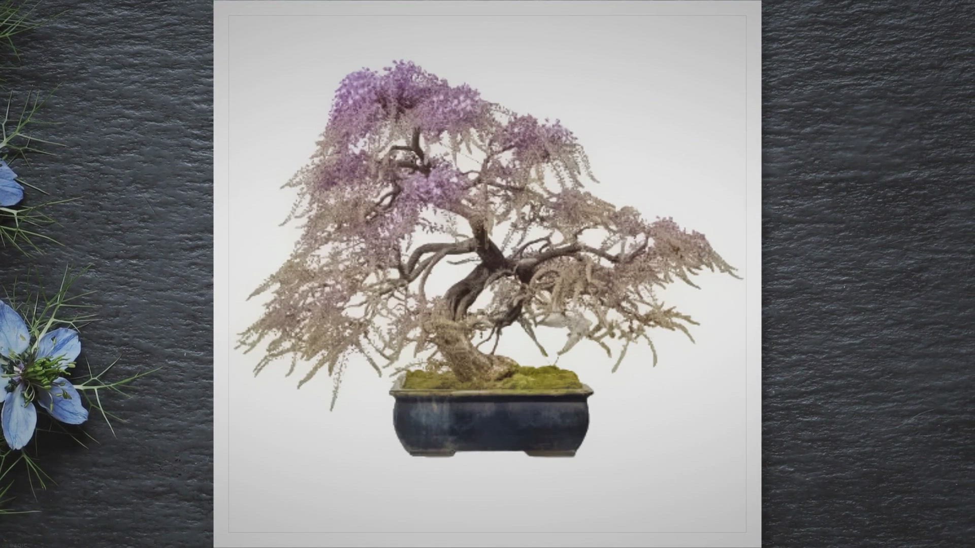 Video thumbnail for Wisteria bonsai care