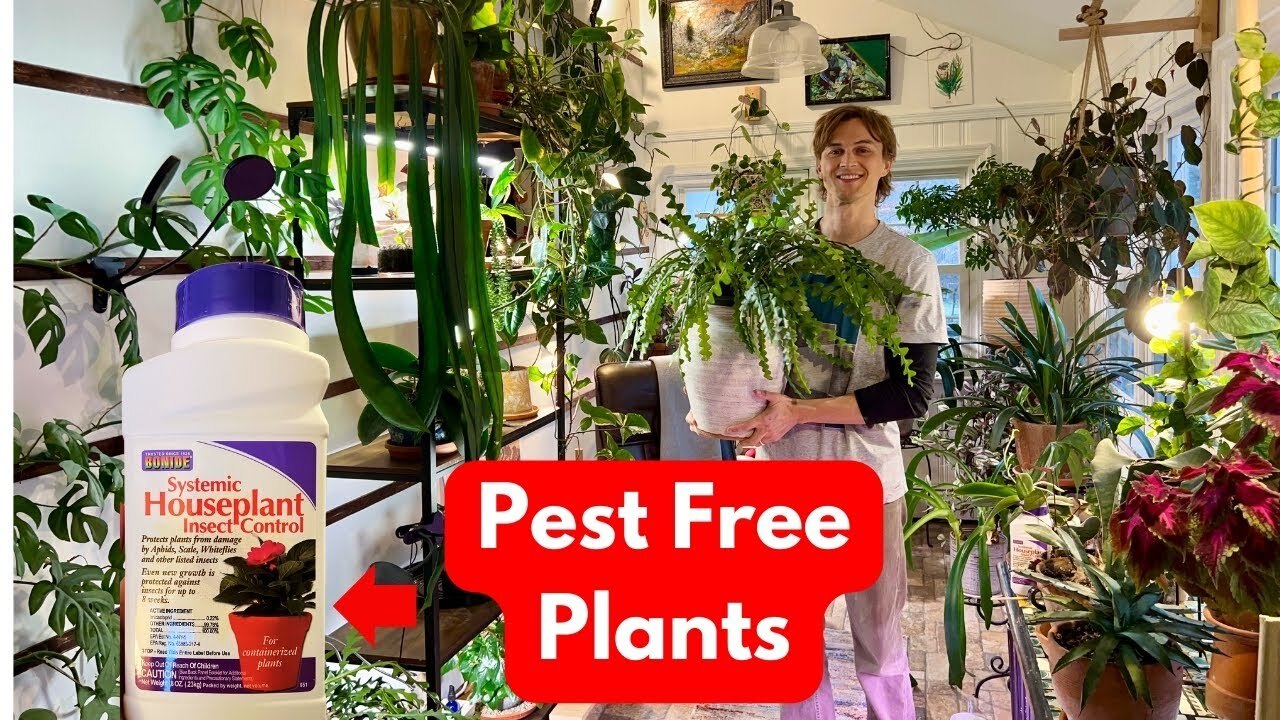 Video thumbnail for Systemic Pesticide for Houseplant - How to Use to Prevent Bugs & Insects - Bonide