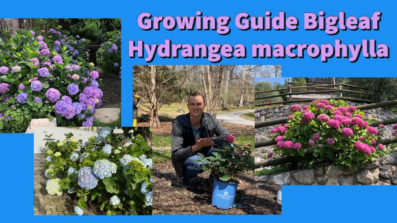 Video thumbnail for Complete Growing Guide to Bigleaf Hydrangea macrophylla: How to Plant & Care #hydrangea #gardening