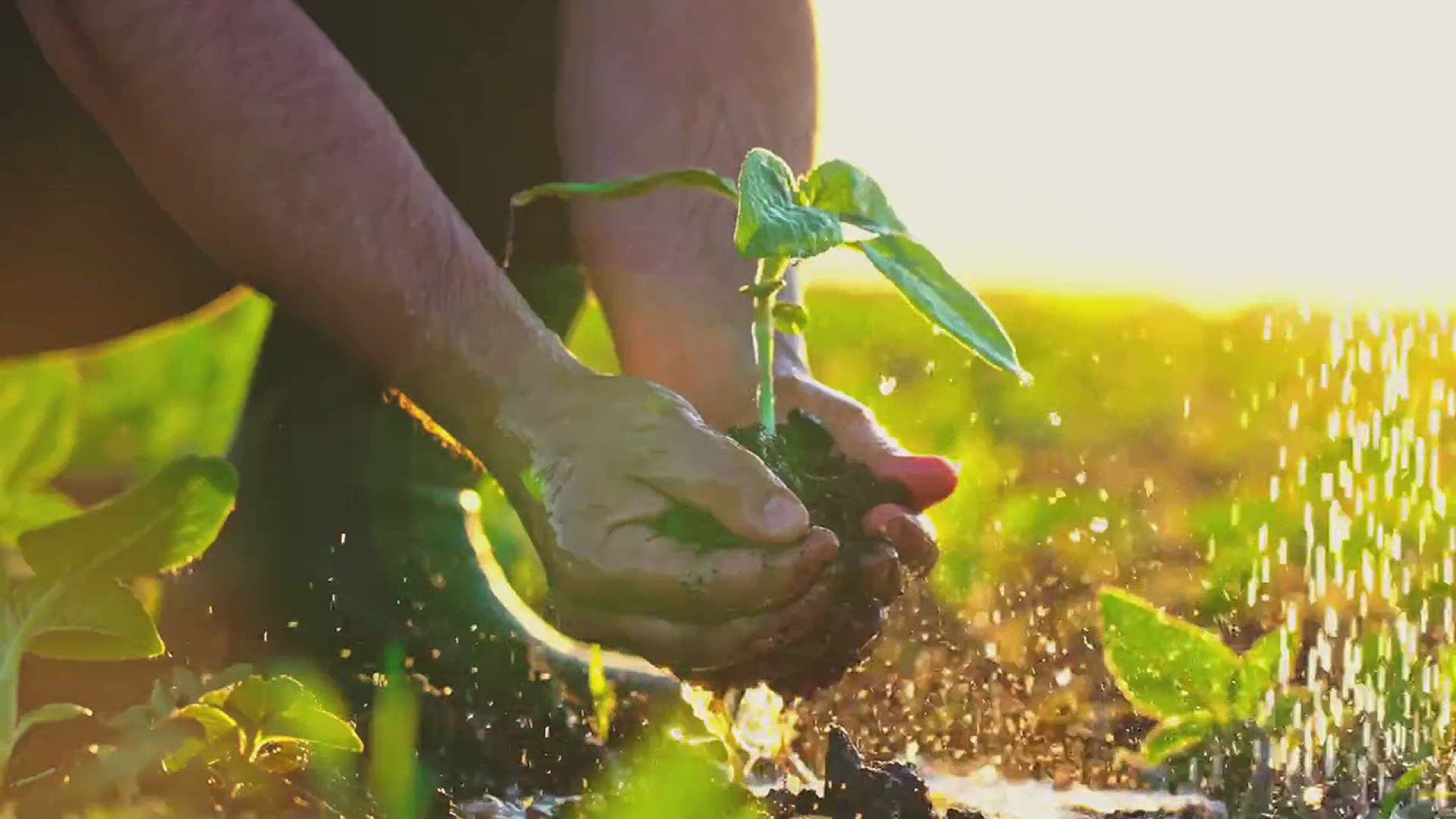 'Video thumbnail for How to Grow an Apple Tree from an Apple Seed'