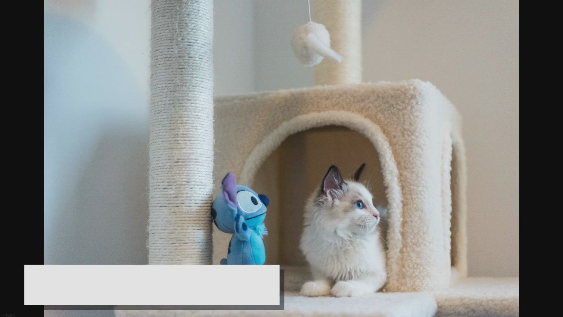'Video thumbnail for 10 Challenges of Owning a Ragdoll: A Solution Guide'
