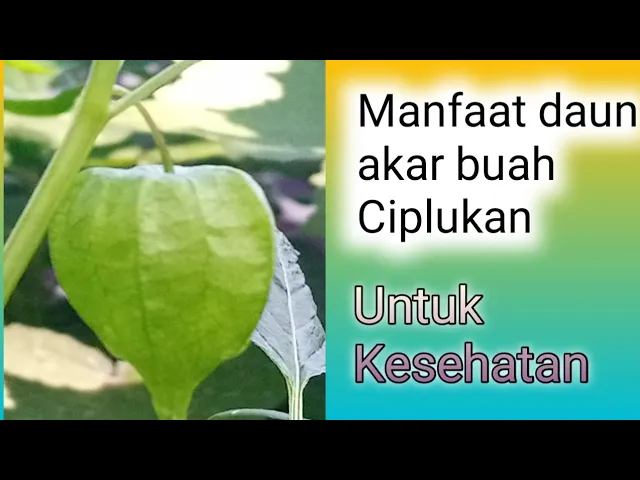 Video thumbnail for MANFAAT BUAH CIPLUKAN UNTUK KESEHATAN#buah #buahciplukan