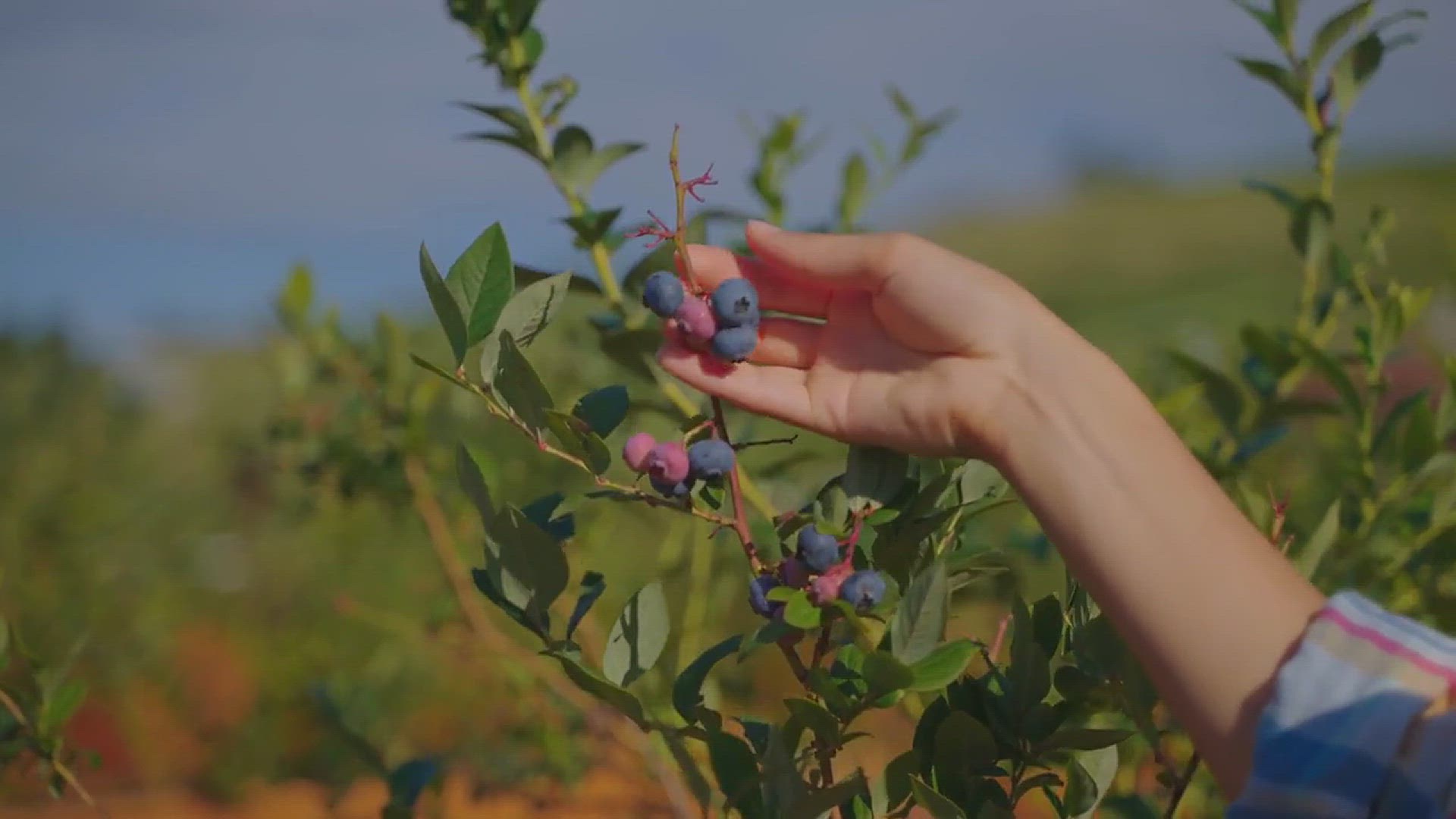 'Video thumbnail for How to Grow Blueberries in the Garden'