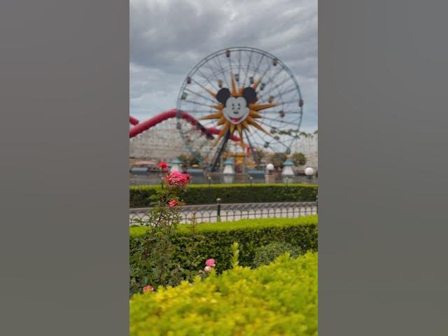 Video thumbnail for A lovely moment in Disney California Adventure!