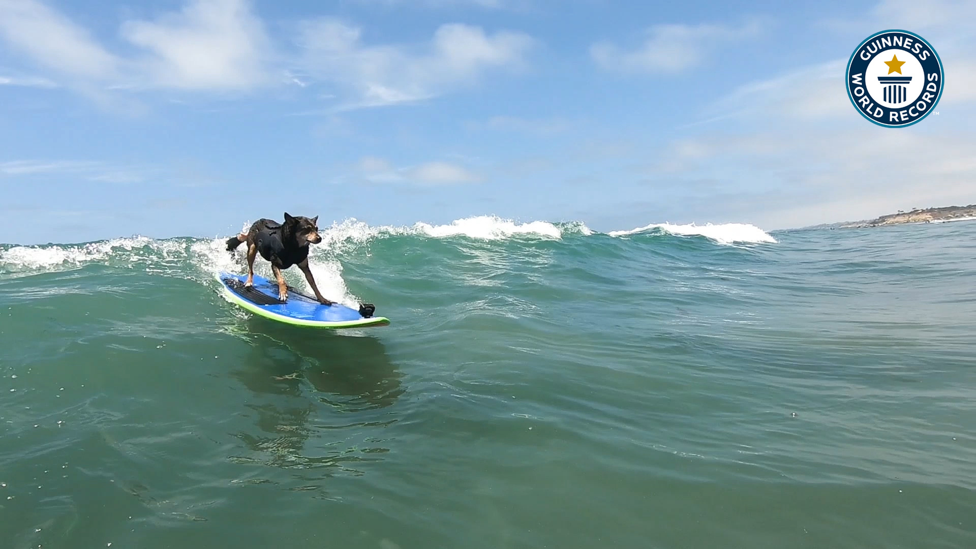 'Video thumbnail for Abbie the surfing dog, breaking waves and records'