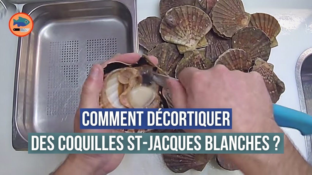 Video thumbnail for Décorticage de coquilles st-jacques blanches (rapide)