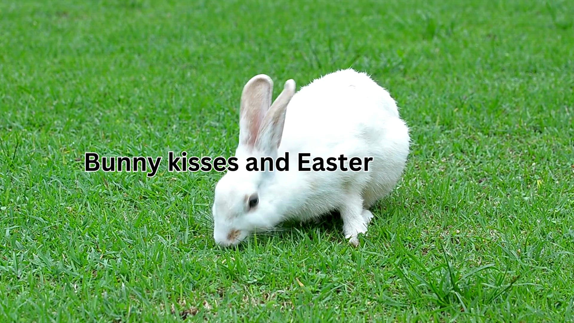 'Video thumbnail for 200+ Hoppin' Cute Rabbit Captions for Instagram Make Your Posts Adorable!'