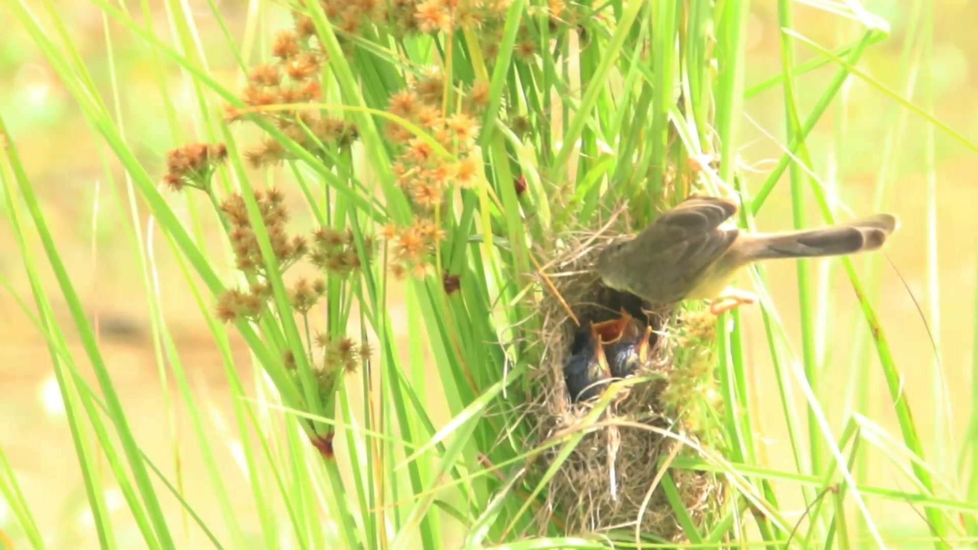 'Video thumbnail for On nest babies bird cries to eat food on nest'