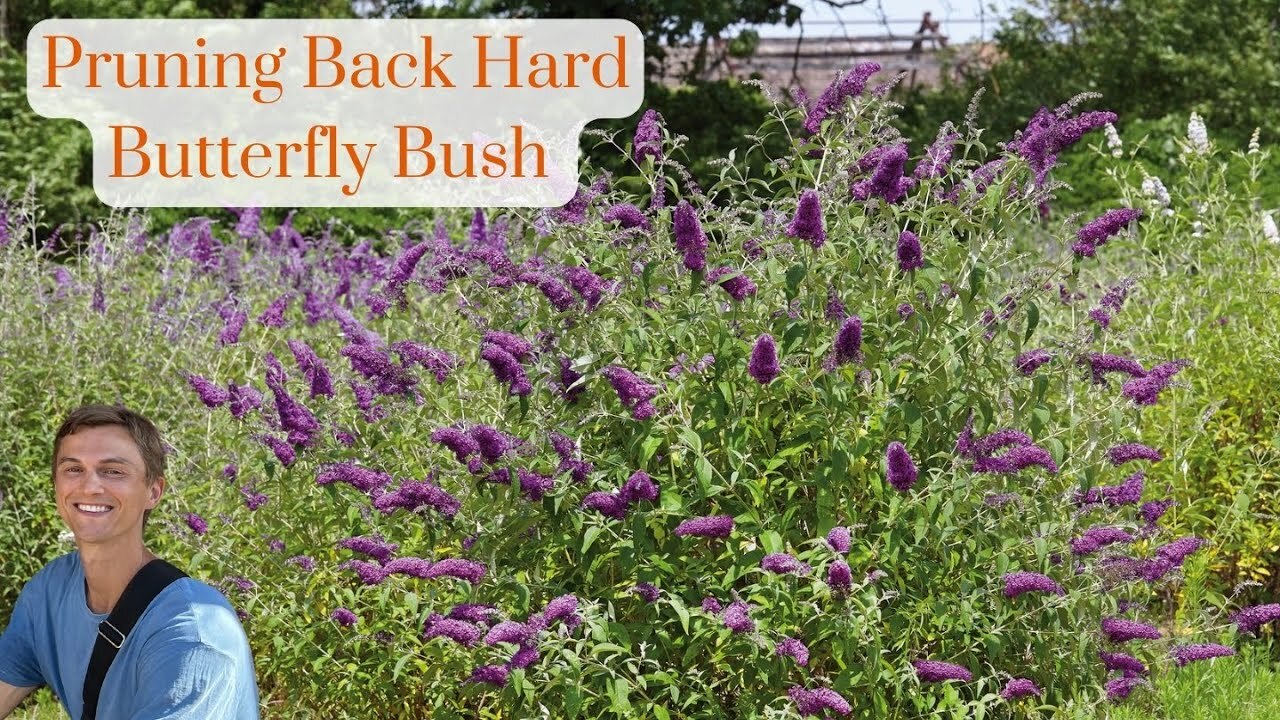Video thumbnail for Butterfly Bush Hard Pruning - How to Cut Back Overgrown Buddleia for Better Flowering & Growth