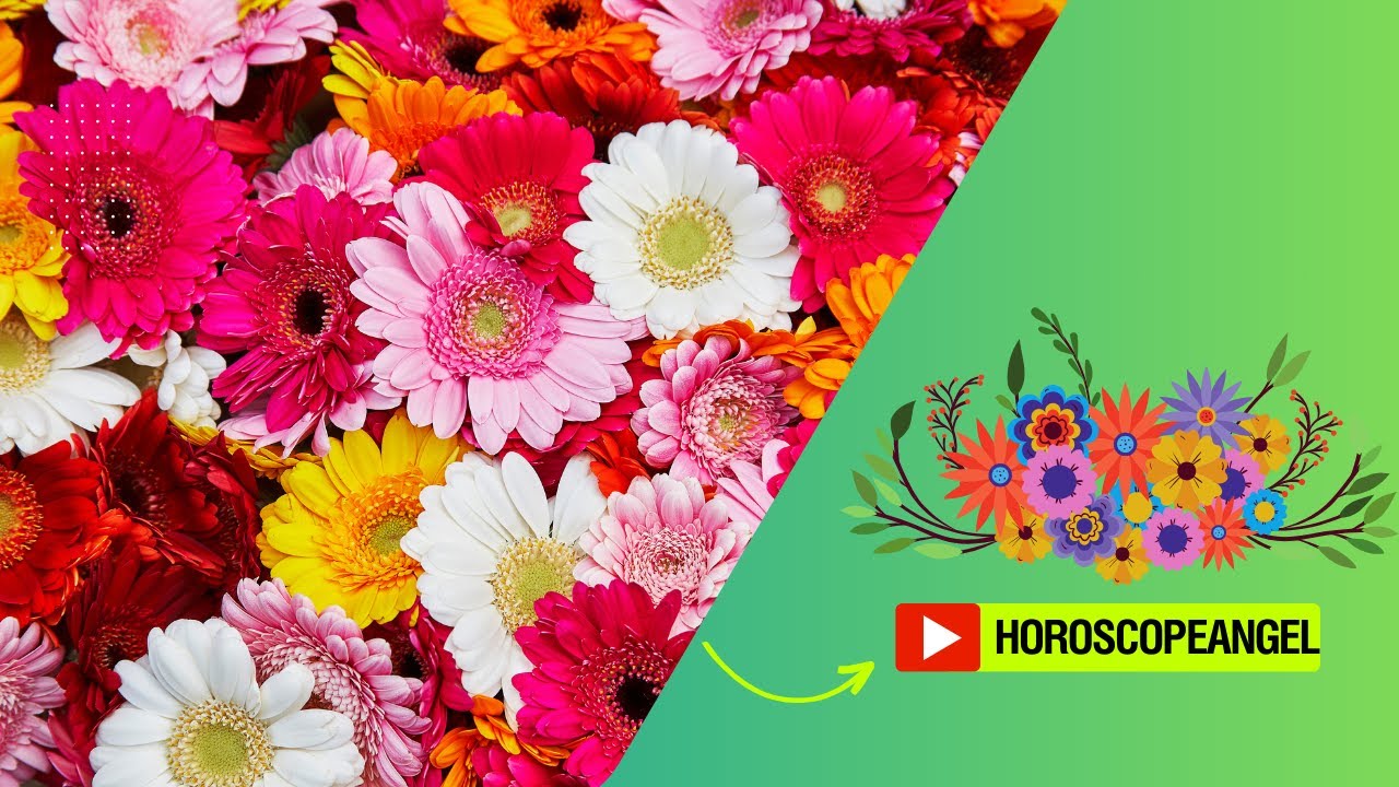 'Video thumbnail for Soñar con flores de colores: video blog'