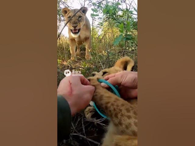 Video thumbnail for Hands Prying Plastic in a Tight Forest Thicket