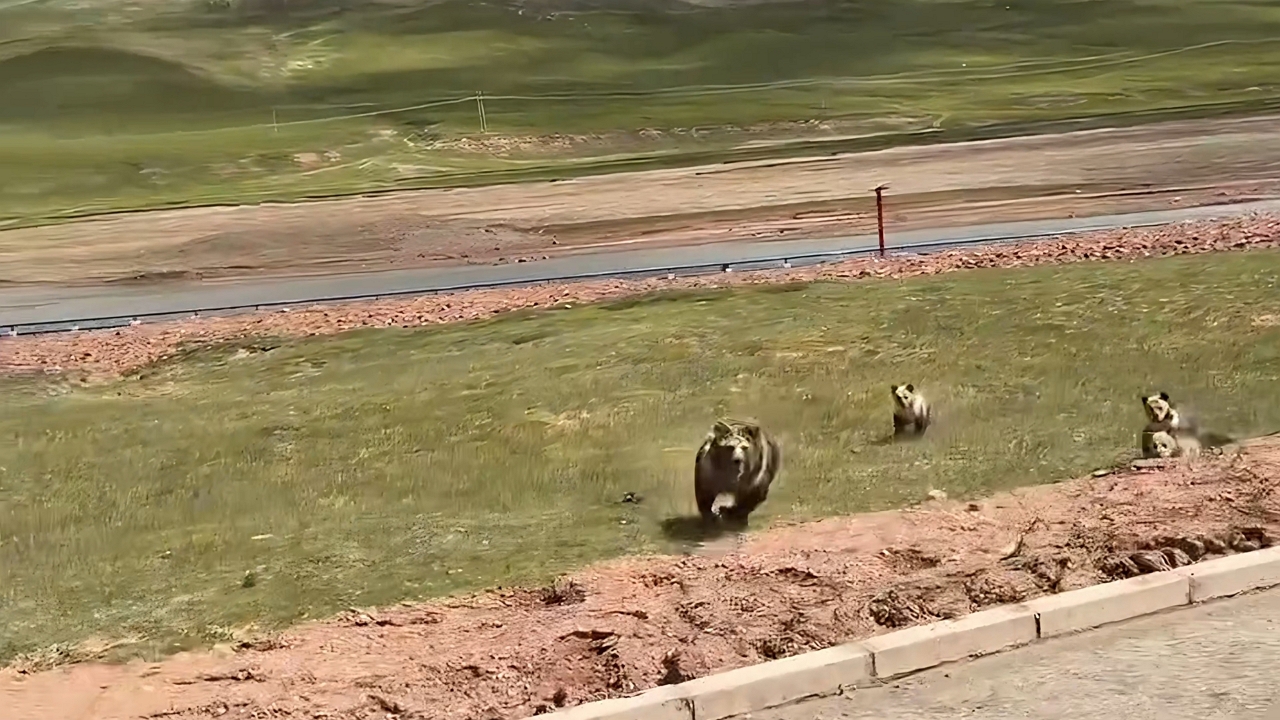 Video thumbnail for Close Encounter with Tibetan Brown Bears on Plateau Drive