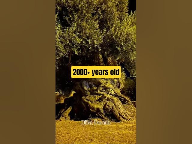 Video thumbnail for This olive tree is more than 2000 year old.. #oliveoil #olivetrees #ancientwisdom #crete #greece