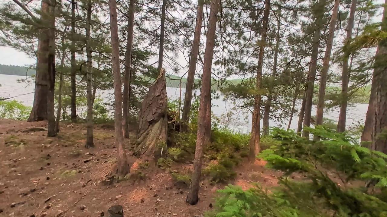 Video thumbnail for This Fallen Tree Made a Sound