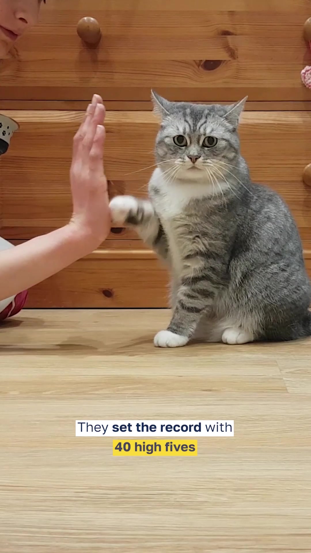 Video thumbnail for Misty Pearl and Emily Lakin Most High Fives Performed by a Cat in One Minute