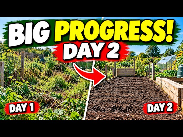 Video thumbnail for Transforming Our Overgrown Allotment – Day 2 Progress!