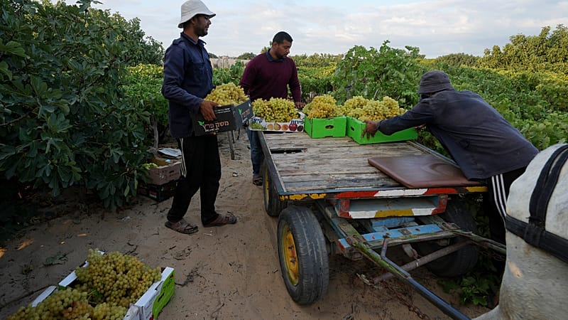 Video thumbnail for Gaza’s farmers struggle to regrow food amid ruins and shortages