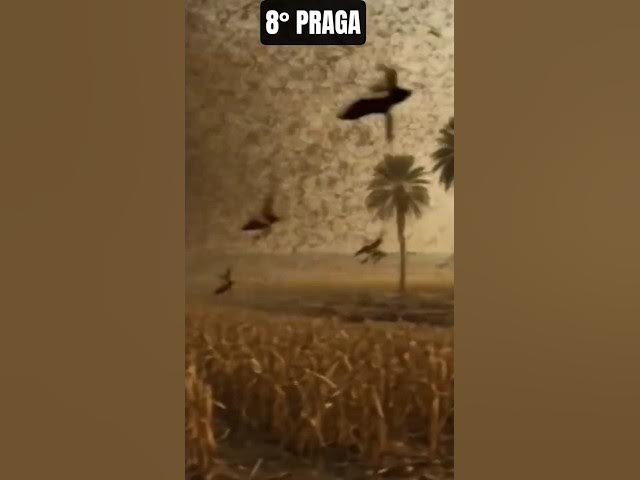 Video thumbnail for OITAVA PRAGA DO EGITO / GAFANHOTOS #shorts