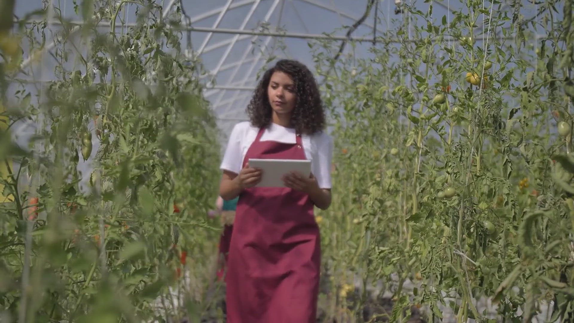 'Video thumbnail for How to Propagate Basil: A Beginner's Guide'