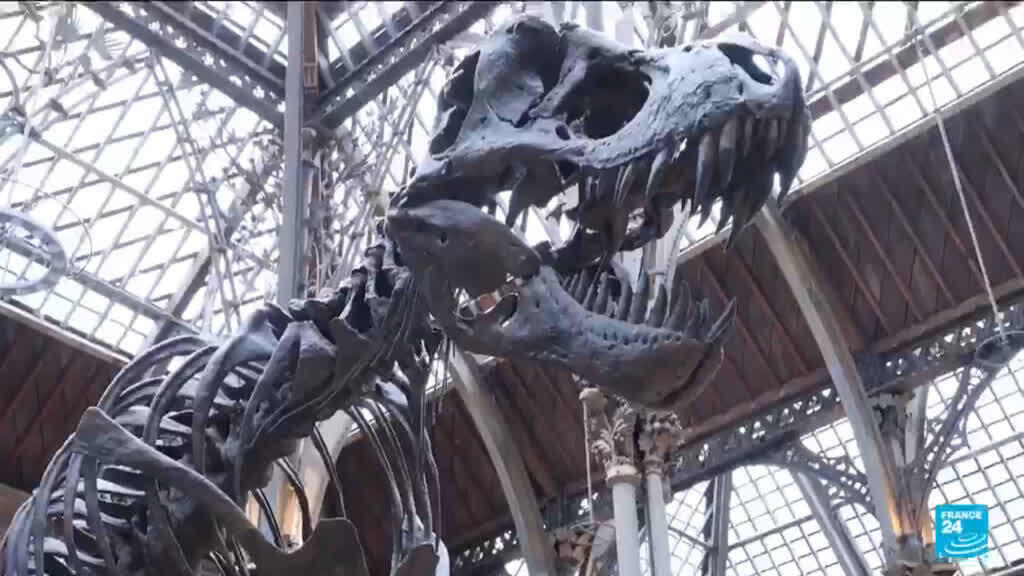 Video thumbnail for How we came to be: Fossils rewrite origins of life on earth