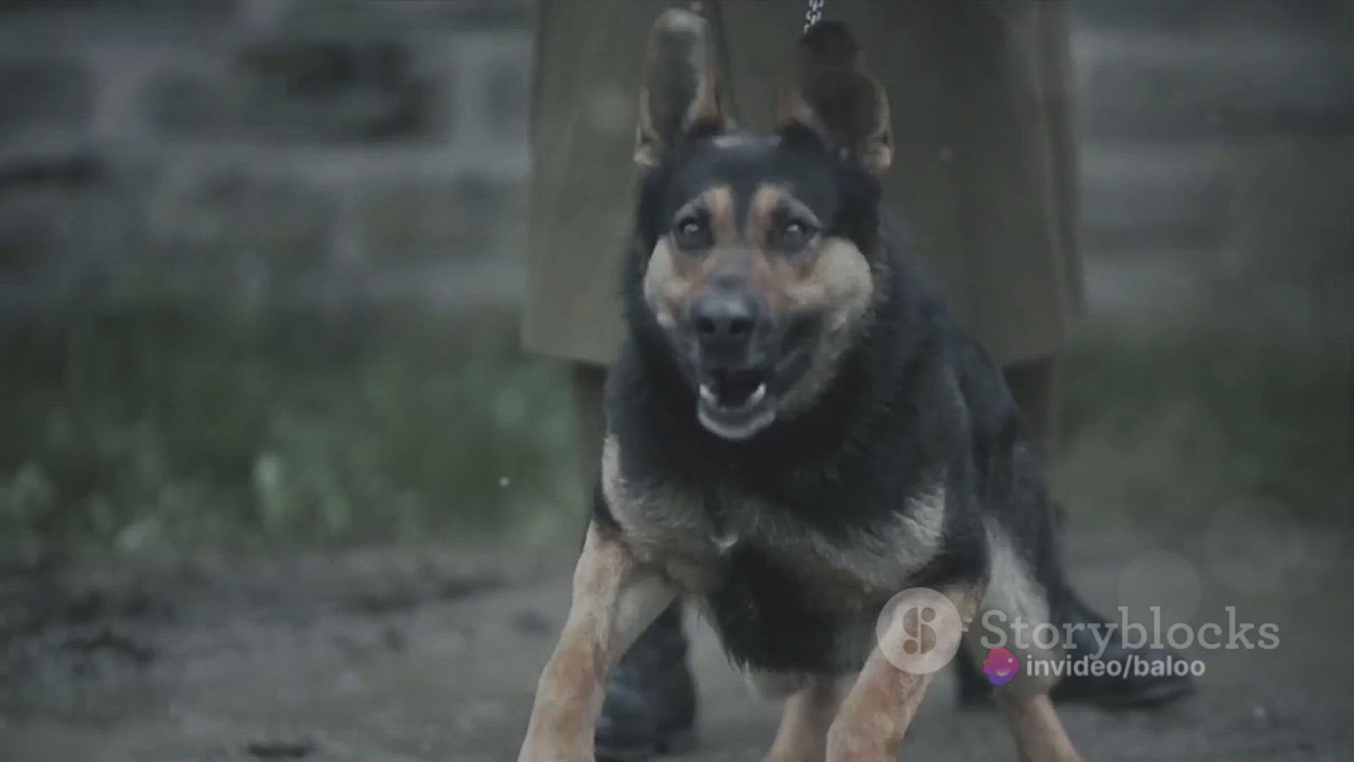 'Video thumbnail for invideo-ai-720 The Truth About German Shepherds_ Are Th 2024-03-12'