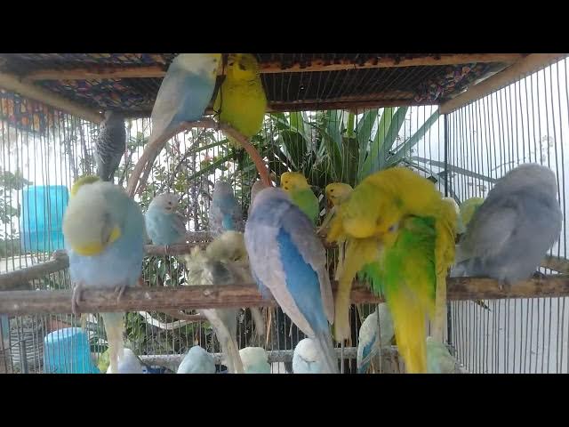 Video thumbnail for 🕊 “Liberdade no ar – canto suave dos periquitos brasileiros 🌳”