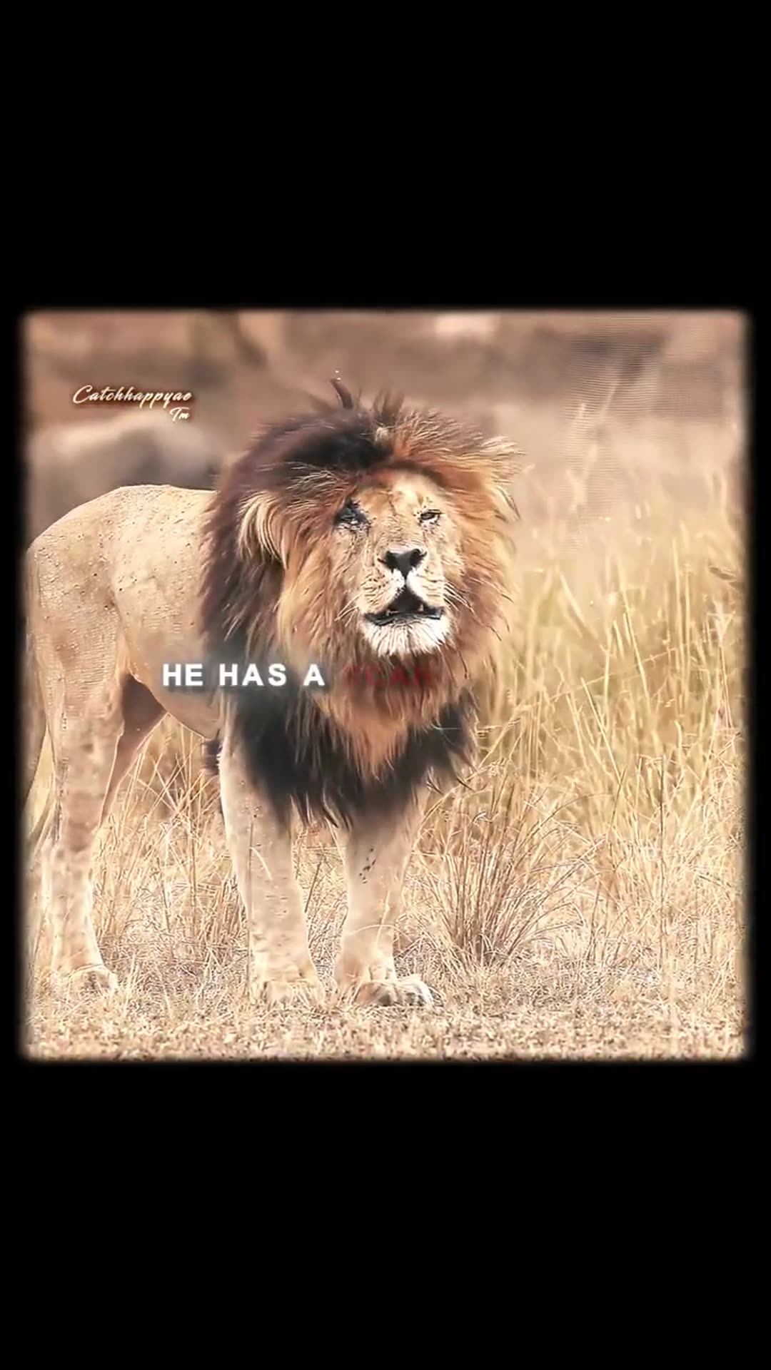 Video thumbnail for [4K] The Strongest Lion _ Scarface _ Lady Gaga - Bloody Mary #scarface