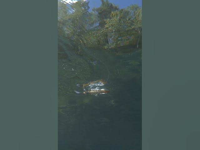 Video thumbnail for The sights and sounds of an ARK TB115 Topwater Blower 👀🔊