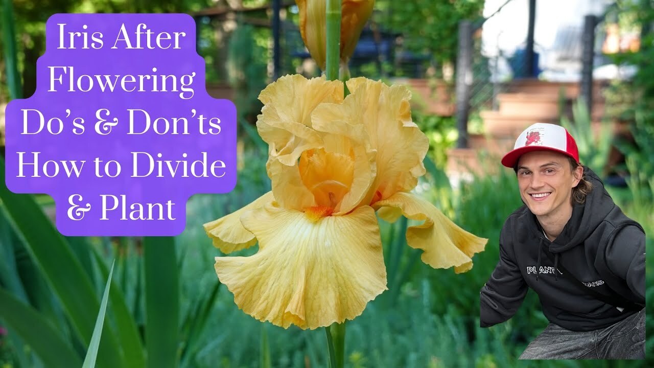 Video thumbnail for IRIS after Flowering Do's & Don'ts - How to Divide & Replant - Bearded Iris germanica