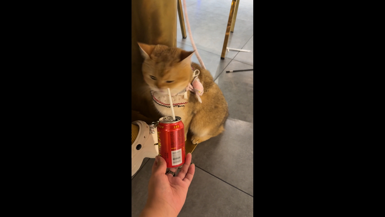 Video thumbnail for Cat Shakes Head After Smelling Soda Can
