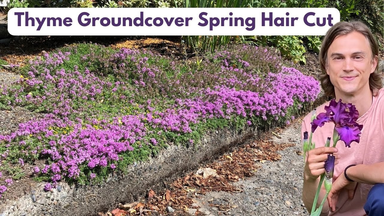 Video thumbnail for Thyme Groundcover Spring Cleaning Haircut - Thymus - How to - Great Ground Cover
