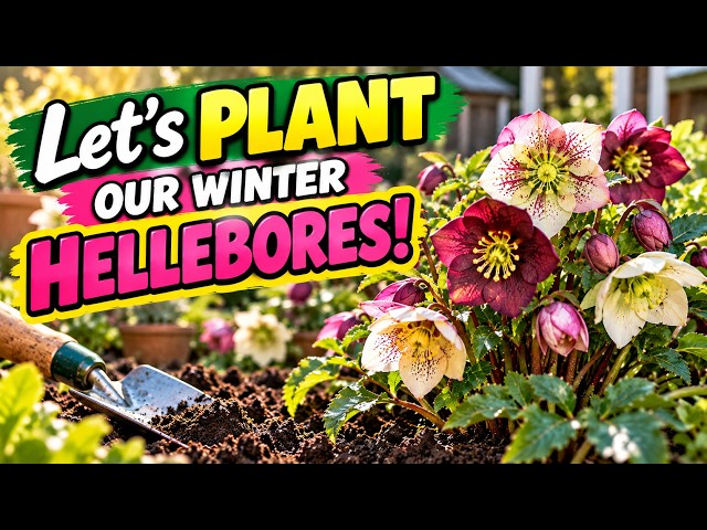 Video thumbnail for How to Plant Hellebores for Stunning Winter Flowers! 🌸❄️