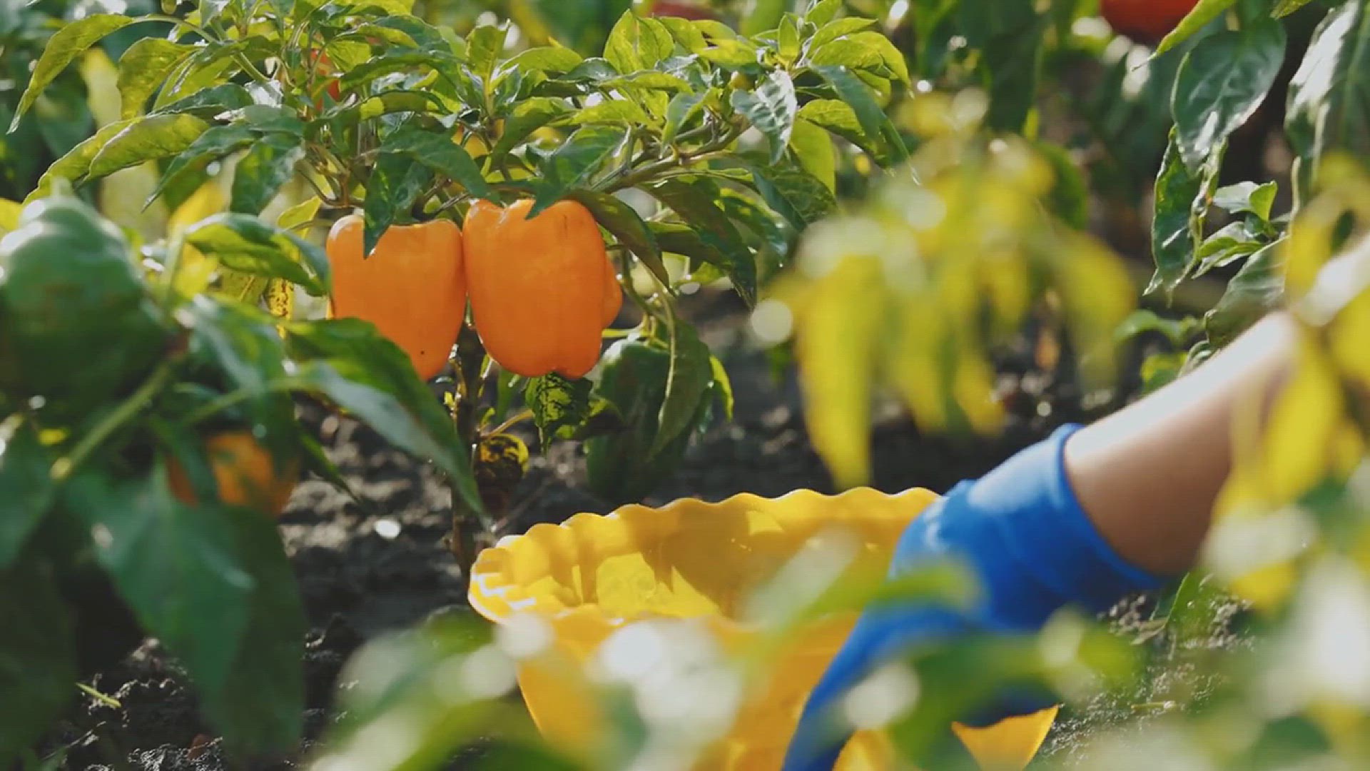 'Video thumbnail for Tips for Growing Peppers in the Backyard'