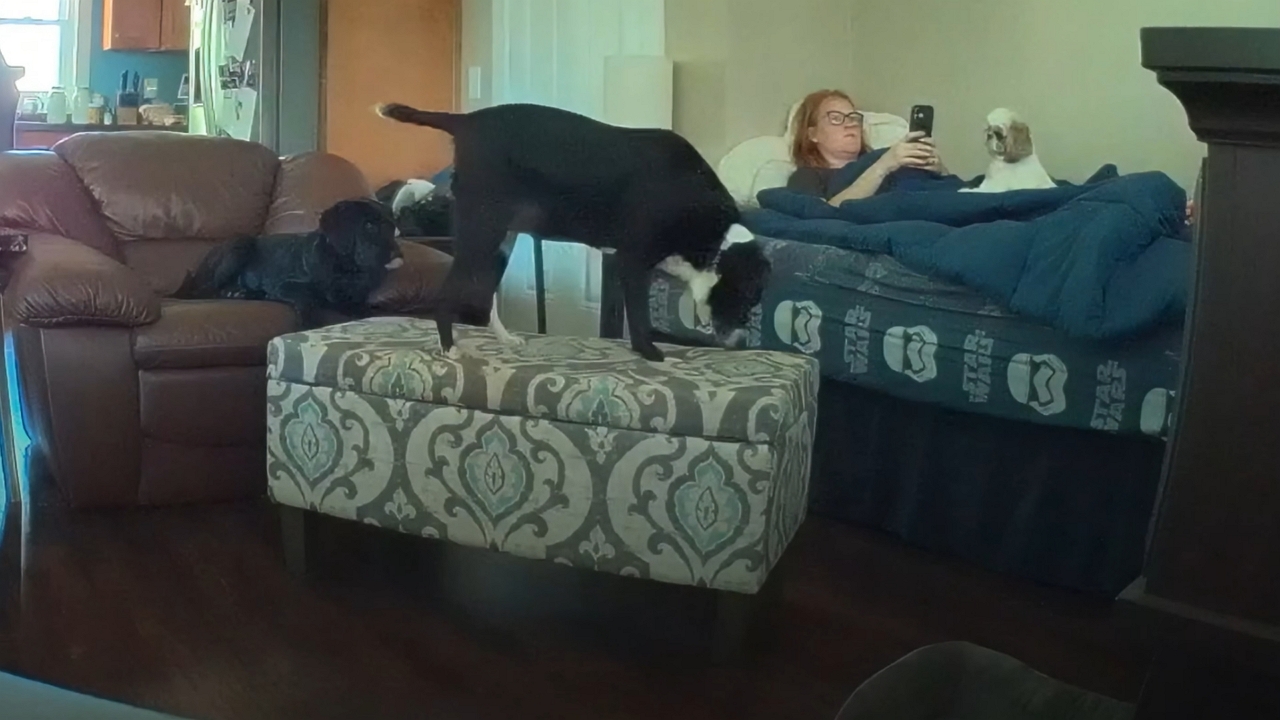 Video thumbnail for Dog’s Jump Fails Hilariously After TV Interrupts